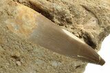 Fossil Plesiosaur (Zarafasaura) Tooth - Morocco #116939-1